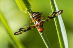 Idana marginata
