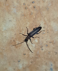 Oedemerinae