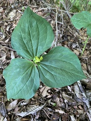 Trillium luteum