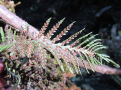 Notogrammitis heterophylla