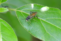 Macrophya militaris