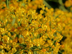 Haplophyllum buxbaumii