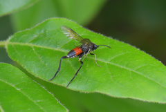 Macrophya militaris