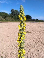 Verbascum boerhavii