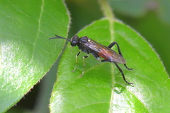 Macrophya militaris
