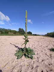 Verbascum boerhavii