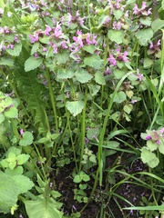 Lamium purpureum