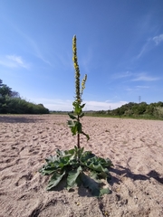 Verbascum boerhavii