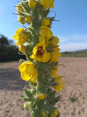 Verbascum boerhavii