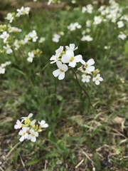 Arabidopsis suecica
