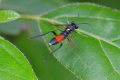 Macrophya militaris