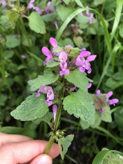 Lamium purpureum