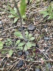Arabidopsis suecica