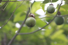 Passiflora seemannii