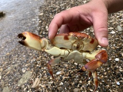 Carpilius corallinus