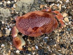 Carpilius corallinus