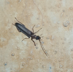 Oedemerinae