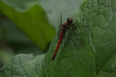 Sympetrum frequens