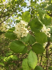 Crataegus brainerdii