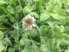 Trifolium repens