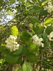 Crataegus brainerdii