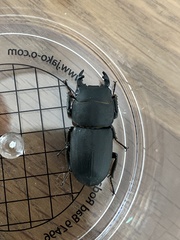 Dorcus parallelipipedus