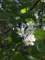 Crataegus brainerdii