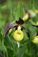Cypripedium calceolus