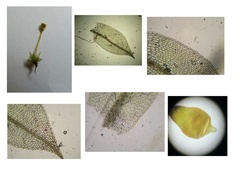 Physcomitrium pyriforme