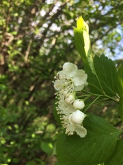 Crataegus brainerdii