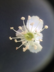 Crataegus brainerdii