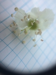 Crataegus brainerdii