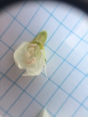 Crataegus brainerdii