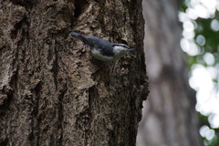 Sitta europaea clara