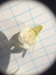 Crataegus brainerdii