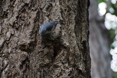 Sitta europaea clara