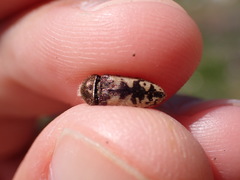 Acmaeodera pilosellae