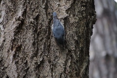 Sitta europaea clara