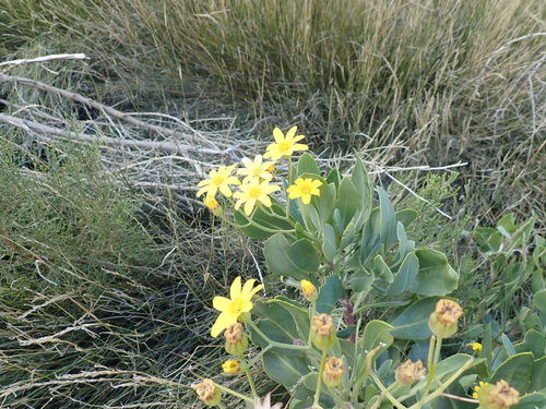 Othonna osteospermoides