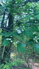 Crataegus monogyna