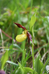 Cypripedium calceolus