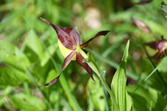 Cypripedium calceolus