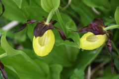Cypripedium calceolus