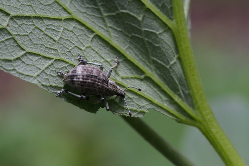 Catapionus gracilicornis · iNaturalist