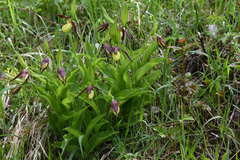 Cypripedium calceolus