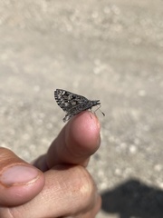 Hesperopsis alpheus