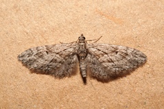 Eupithecia oxycedrata