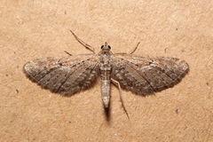 Eupithecia scopariata