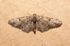 Eupithecia irriguata