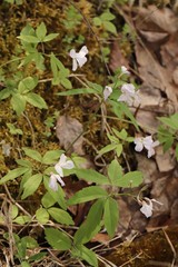 Cardamine altaica